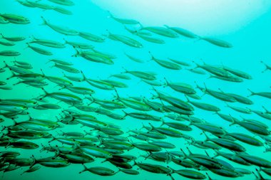 Hint okyanusunda balık, Sri Lanka Adaları kıyısında..