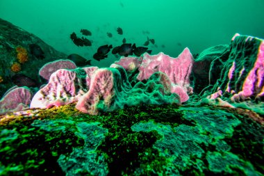 Hint okyanusunda balık, Sri Lanka Adaları kıyısında..