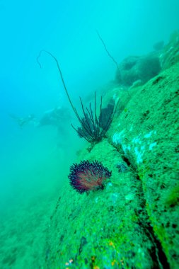 Sri Lanka yakınlarında Hint okyanusu manzarası.