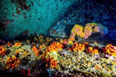 Sri Lanka yakınlarında Hint okyanusu manzarası.