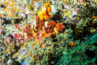 Sri Lanka yakınlarında Hint okyanusu manzarası.