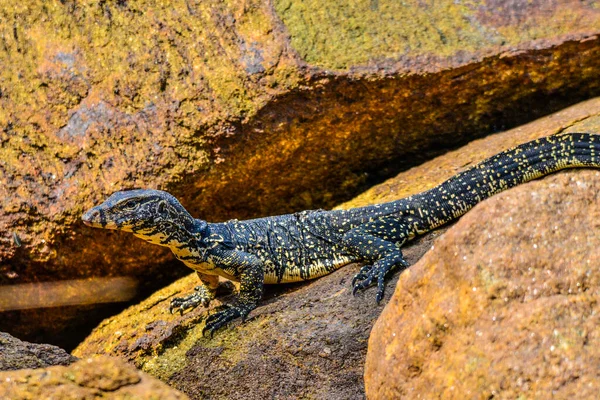 Sri Lanka adasındaki Su İzleme Kertenkelesi (Varanus kurtarıcısı)