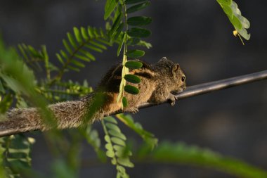 Sri Lanka 'daki Hint palmiye sincabı, Specie Funambulus palmarum