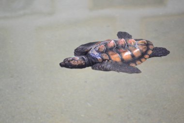 Sri Lanka adasında yumurtadan yeni çıkmış deniz kaplumbağası yavrusu.
