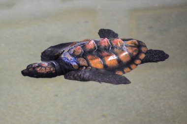 Sri Lanka adasında yumurtadan yeni çıkmış deniz kaplumbağası yavrusu.