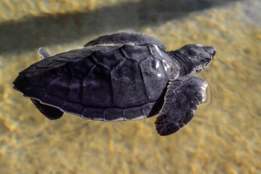 Sri Lanka adasında yumurtadan yeni çıkmış deniz kaplumbağası yavrusu.
