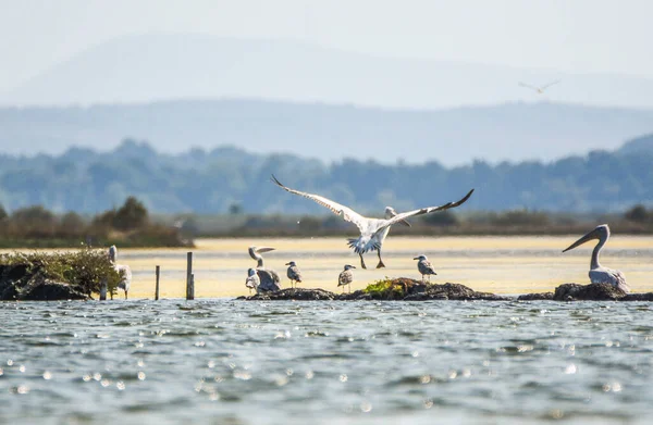 달리온 Dalmation Pelican Pelecanus Crispus 세계에서 펠리칸으로 드물다 몬테네그로 의조가 — 스톡 사진