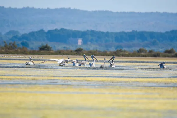 달리온 Dalmation Pelican Pelecanus Crispus 세계에서 펠리칸으로 드물다 몬테네그로 의조가 — 스톡 사진