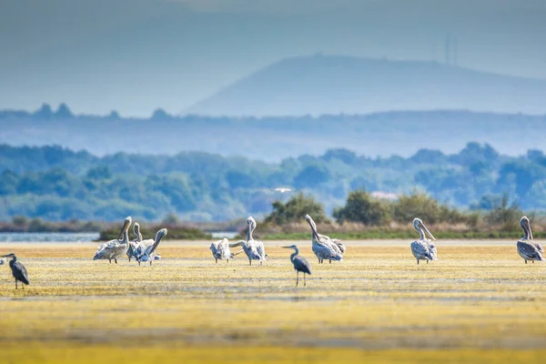 달리온 Dalmation Pelican Pelecanus Crispus 세계에서 펠리칸으로 드물다 몬테네그로 의조가 — 스톡 사진