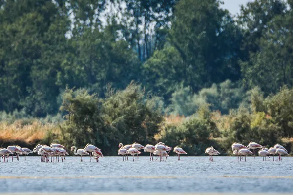 En flock flamingos fotograferade i en övergiven saltstekpannor nära Ulcinj i Montenegro — Stockfoto