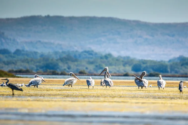 달리온 Dalmation Pelican Pelecanus Crispus 세계에서 펠리칸으로 드물다 몬테네그로 의조가 — 스톡 사진