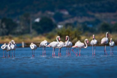 Karadağ 'da terk edilmiş bir tuz tenceresinde fotoğraf çeken bir flamingo sürüsü