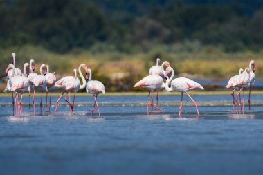 Karadağ 'da terk edilmiş bir tuz tenceresinde fotoğraf çeken bir flamingo sürüsü