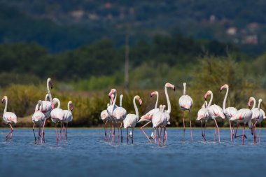 Karadağ 'da terk edilmiş bir tuz tenceresinde fotoğraf çeken bir flamingo sürüsü