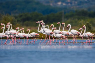 Karadağ 'da terk edilmiş bir tuz tenceresinde fotoğraf çeken bir flamingo sürüsü