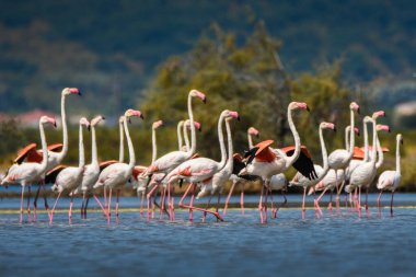 Karadağ 'da terk edilmiş bir tuz tenceresinde fotoğraf çeken bir flamingo sürüsü