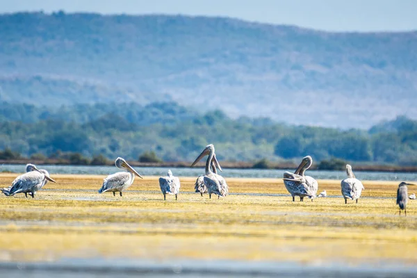 달리온 Dalmation Pelican Pelecanus Crispus 세계에서 펠리칸으로 드물다 몬테네그로 의조가 — 스톡 사진