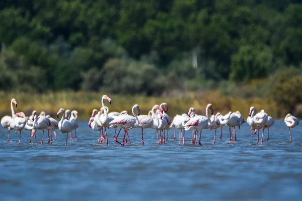 Flock Flamingos Fotograferade Övergiven Saltstekpannor Montenegro — Stockfoto
