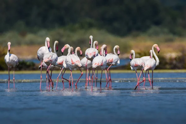 Uno Stormo Fenicotteri Fotografati Una Salina Abbandonata Montenegro — Foto Stock