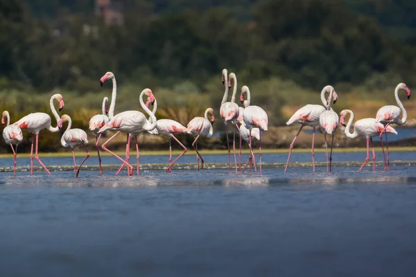 Karadağ 'da terk edilmiş bir tuz tenceresinde fotoğraf çeken bir flamingo sürüsü