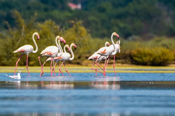 Flock Flamingos Photographed Abandoned Salt Pans Montenegro — Stock Photo, Image
