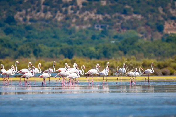 Karadağ 'da terk edilmiş bir tuz tenceresinde fotoğraf çeken bir flamingo sürüsü