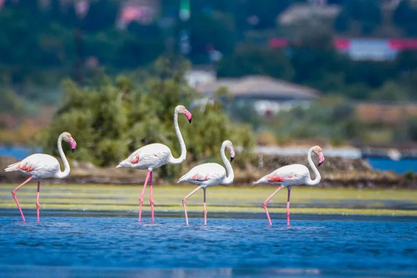 Ein Schwarm Flamingos Fotografiert Einer Verlassenen Saline Montenegro — Stockfoto