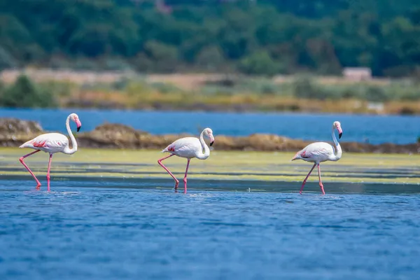 Ein Schwarm Flamingos Fotografiert Einer Verlassenen Saline Montenegro — Stockfoto