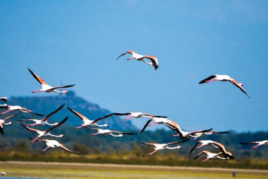 Karadağ 'da terk edilmiş Ulcinj tuzluklarına yakın uçan bir flamingo sürüsü