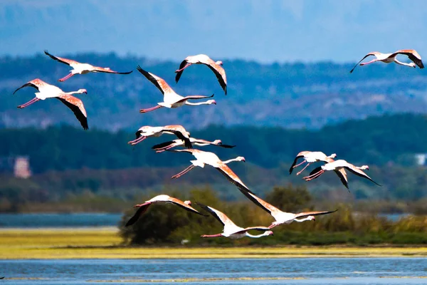 A flock of flamingos in flight close to abandoned salt pans of Ulcinj in Montenegro