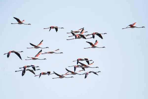 Flock Flamingos Flygning Nära Övergivna Saltstekpannor Ulcinj Montenegro — Stockfoto