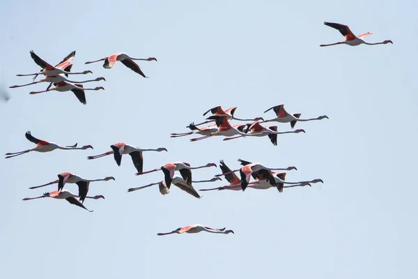 A flock of flamingos in flight close to abandoned salt pans of Ulcinj in Montenegro