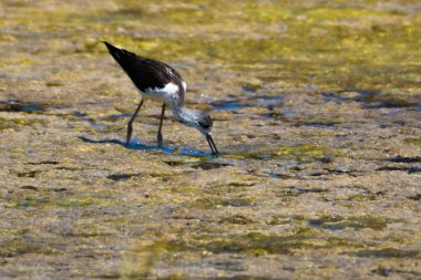 Karadağ 'da Kara Kanatlı Stilt, Himantopus himantopus, Salinas Baja Seciliç