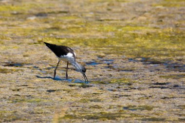 Karadağ 'da Kara Kanatlı Stilt, Himantopus himantopus, Salinas Baja Seciliç