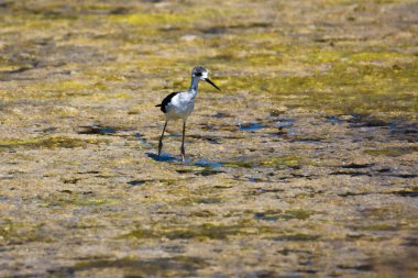 Karadağ 'da Kara Kanatlı Stilt, Himantopus himantopus, Salinas Baja Seciliç
