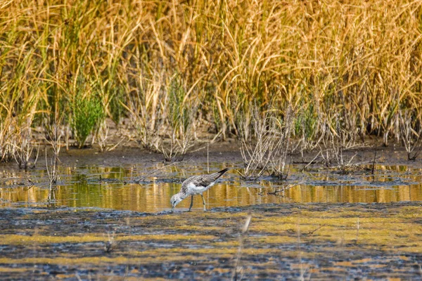 Zwarte Vleugelstilt Himantopus Himantopus Salinas Baja Secilic Montenegro — Stockfoto