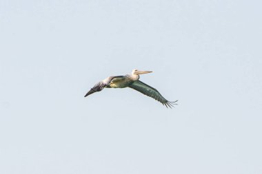 Karadağ ve Beyaz Pelikan, Skadar (Scutari) gölünün bir simgesi.