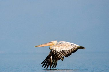 Karadağ ve Beyaz Pelikan, Skadar (Scutari) gölünün bir simgesi.