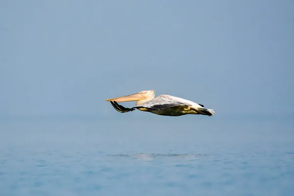 モンテネグロ 白ペリカンはSkadar Scutari 湖のシンボルです — ストック写真