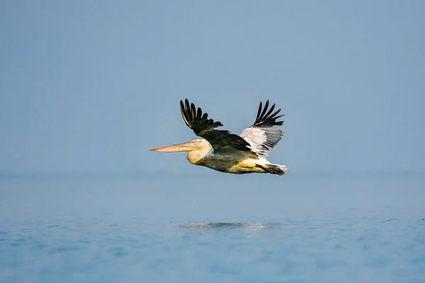 Karadağ Beyaz Pelikan Skadar Scutari Gölünün Bir Simgesi — Stok fotoğraf