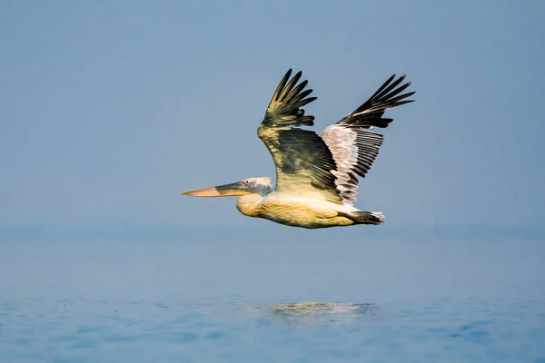 Karadağ Beyaz Pelikan Skadar Scutari Gölünün Bir Simgesi — Stok fotoğraf