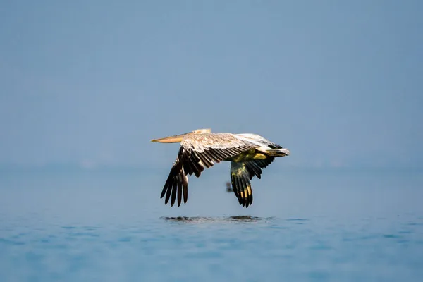 Černá Hora Bílý Pelikán Symbolem Jezera Skadar Scutari — Stock fotografie