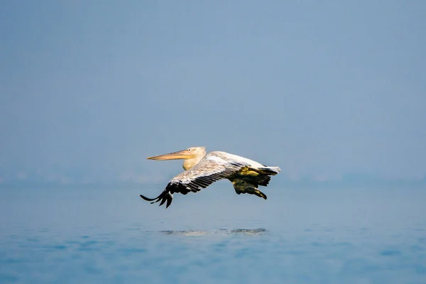 Černá Hora Bílý Pelikán Symbolem Jezera Skadar Scutari — Stock fotografie