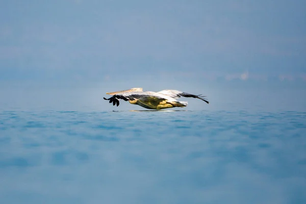 Karadağ Beyaz Pelikan Skadar Scutari Gölünün Bir Simgesi — Stok fotoğraf