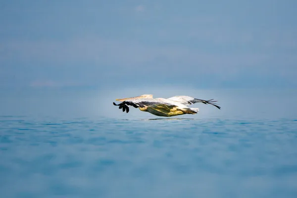 白鹈鹕是斯卡达 斯卡达里 湖的象征 — 图库照片