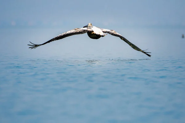 Černá Hora Bílý Pelikán Symbolem Jezera Skadar Scutari — Stock fotografie