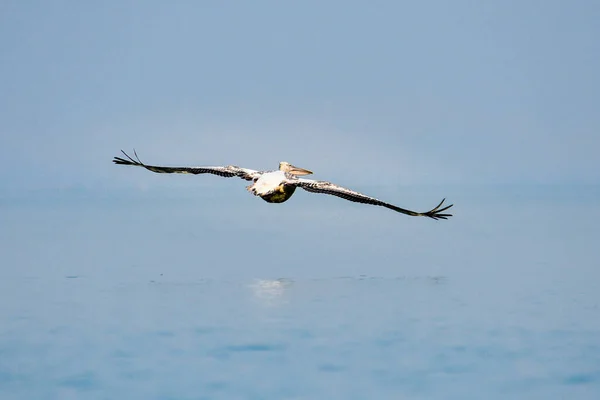 Montenegro Pelicano Branco Símbolo Lago Skadar Scutari — Fotografia de Stock