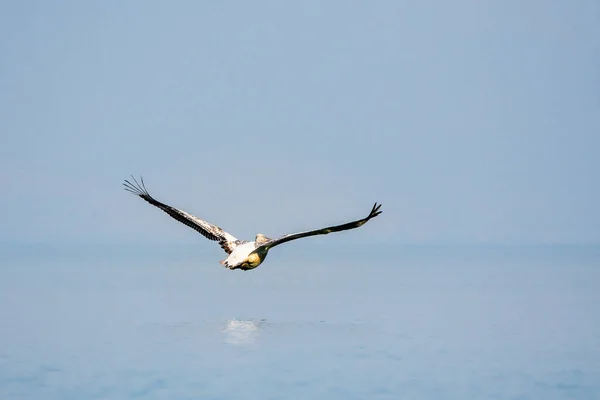 Montenegro Pelicano Branco Símbolo Lago Skadar Scutari — Fotografia de Stock
