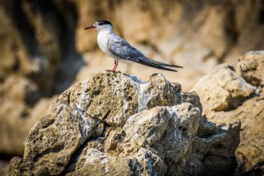 Ortak Tern, Sterna hirundo, Karadağ 'ın Skadar Gölü, Balkanlar.