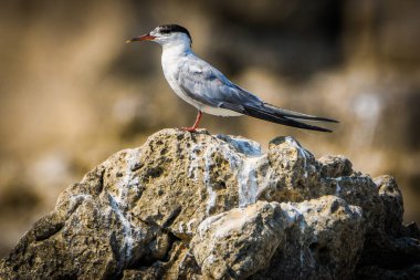 Ortak Tern, Sterna hirundo, Karadağ 'ın Skadar Gölü, Balkanlar.